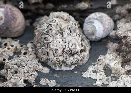 Barnacles su una roccia, spiaggia in Cornovaglia, Regno Unito Foto Stock