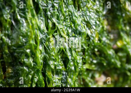 Insalata di mare verde alghe sulla spiaggia in Cornovaglia, Regno Unito Foto Stock