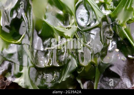 Insalata di mare verde alghe sulla spiaggia in Cornovaglia, Regno Unito Foto Stock