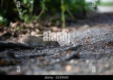 Ratto marrone a terra, Inghilterra, Regno Unito Foto Stock