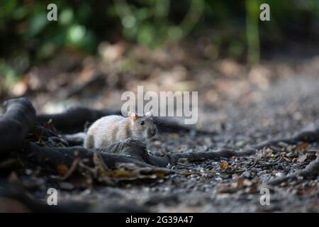 Ratto marrone a terra, Inghilterra, Regno Unito Foto Stock