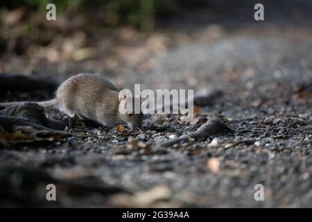 Ratto marrone a terra, Inghilterra, Regno Unito Foto Stock