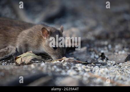 Ratto marrone a terra, Inghilterra, Regno Unito Foto Stock