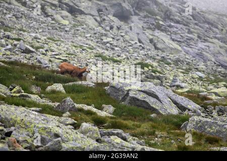 Camoscio di Tatra su una superficie rocciosa in Slovacchia Foto Stock