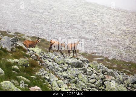 Camoscio di Tatra su una superficie rocciosa in Slovacchia Foto Stock