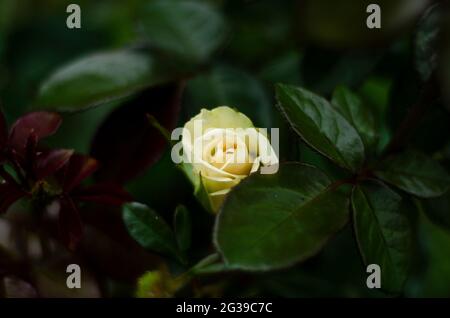 fiore bianco di rosa nel verde Foto Stock