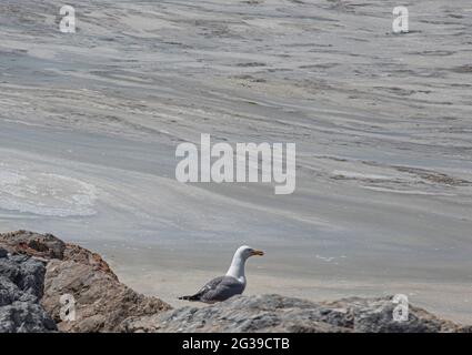 Istanbul. 11 Giugno 2021. Foto scattata il 11 giugno 2021 mostra mucillagini conosciuti come 'un sonno di mare' nel Mar di Marmara al largo di Istanbul, Turchia. La Turchia si sta preparando a combattere le mucillagini che affliggono il Mar di Marmara nella regione industriale densamente popolata del paese. Credit: Osman Orsal/Xinhua/Alamy Live News Foto Stock