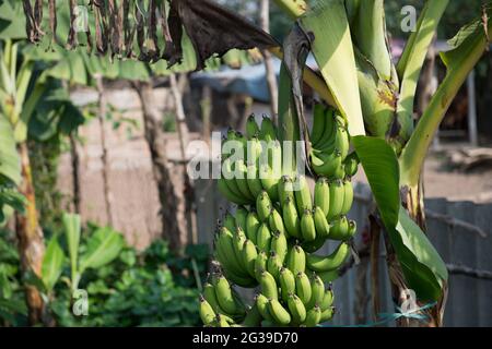 Un mazzo di banane appese ad un albero sull'isola di Banana ad Hanoi, in Vietnam Foto Stock