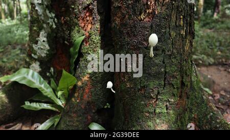 Primo piano di una superficie inferiore di un grande albero di frutti di cricco con un fungo bianco sul tronco Foto Stock