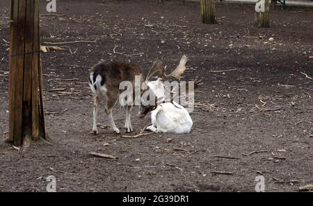 I deers del fiatto nella rut Foto Stock