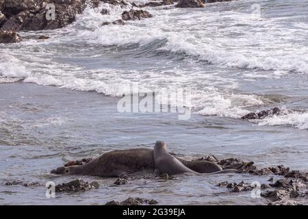 San Simeon, CA, USA - 12 febbraio 2014: Punto di vista dell'Elefante Seal. La giovane femmina appoggia la testa e la parte superiore del corpo sopra il maschio esausto in acqua di surf di o Foto Stock