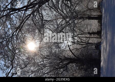 Gelo e ghiaccio sugli alberi con il sole che splende attraverso Foto Stock