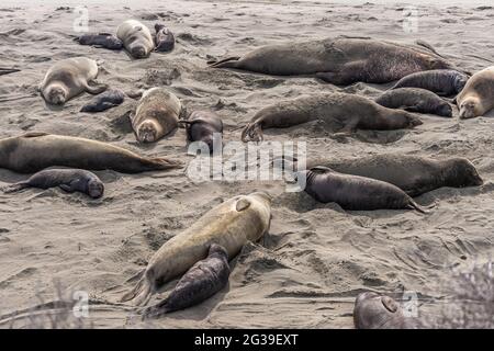 San Simeon, CA, USA - 12 febbraio 2014: Punto di vista dell'Elefante Seal. Gruppo di madri e giovani che riposano sulla sabbia beige. Foto Stock