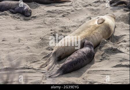 San Simeon, CA, USA - 12 febbraio 2014: Punto di vista dell'Elefante Seal. Madre che alimenta giovane in sabbia. Foto Stock