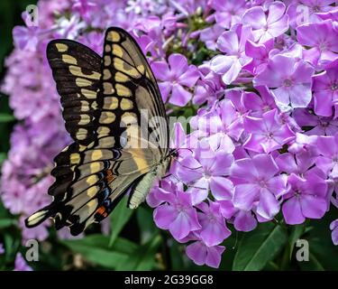 Anice coda di rondine farfalla nutrire su flox viola nel giardino estivo. Foto Stock