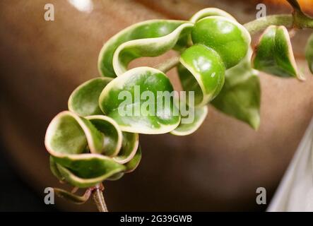 Una pianta di corda indù variegata, con il nome scientifico Hoya Carnosa Foto Stock