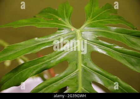Forma a foglia unica di Philodendron radiatum, una pianta tropicale interna Foto Stock