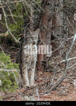 Lynx ( gatto selvatico ) in piedi in una foresta, fauna selvatica Foto Stock