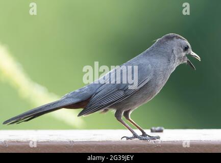 catbird grigio sul ponte sul cortile Foto Stock