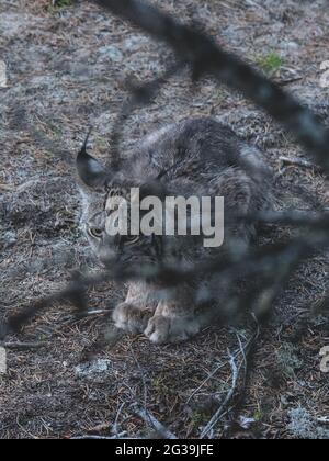 Canada lynx pronto a saltare per prendere una ciaspole lepre, Quebec, Canada Foto Stock