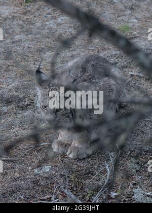 Canada lynx pronto a saltare per prendere una ciaspole lepre, Quebec, Canada Foto Stock