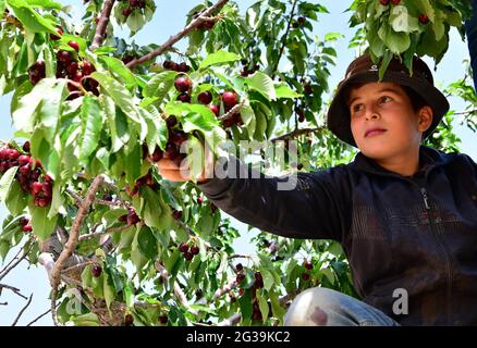 Damasco, Siria. 14 Giugno 2021. Un ragazzo siriano raccoglie le ciliegie nella regione di Qalamoun, nella campagna settentrionale di Damasco, Siria, il 14 giugno 2021. Credit: Ammar Safarjalani/Xinhua/Alamy Live News Foto Stock