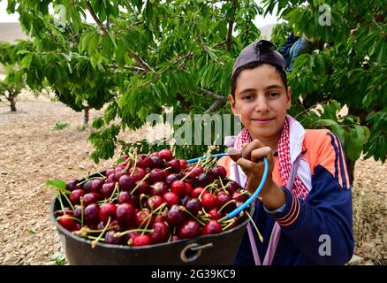 Damasco, Siria. 14 Giugno 2021. Un ragazzo siriano mostra le ciliegie nella regione di Qalamoun nella campagna settentrionale di Damasco, Siria, 14 giugno 2021. Credit: Ammar Safarjalani/Xinhua/Alamy Live News Foto Stock