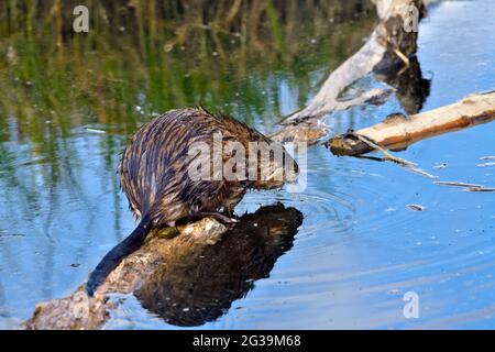 Una vista erare di un muskrat selvaggio 'Ondatrice zibethicus' che cammina su un albero sommerso in un laghetto di castori nella campagna Alberta Canada Foto Stock