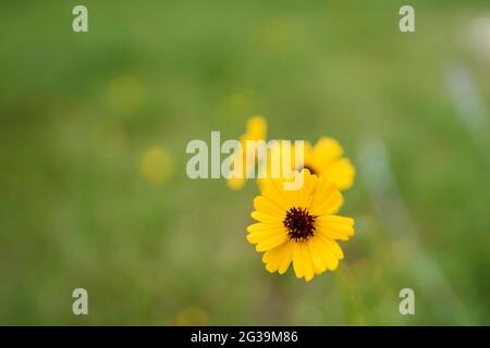 Leavenworth's tickseed (Coreopsis leavenworthii) fiore giallo con sfondo verde e centro rosso scuro, Bokeh sfondo isolato fiore giallo Foto Stock