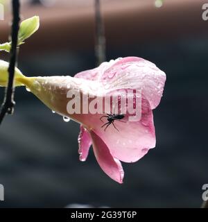 un ragno nero su un fiore di orchidee rosa bagnato con gocce d'acqua dopo la pioggia Foto Stock