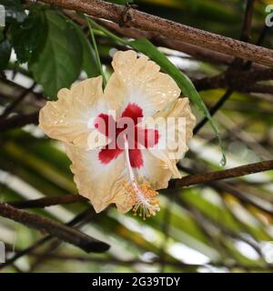 un fiore multicolore di ibisco selvatico con giallo chiaro sui petali e scuro riposato al centro in una foresta Foto Stock