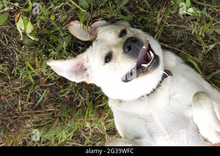 Sorridente cane carino che si posa in erba verde come spighe conigliate. Animale domestico emozionale felice e ridente all'aperto Foto Stock