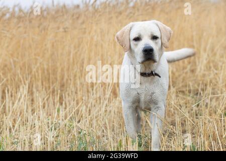 Giovane cane Happy Labrador Retriever che gioca all'esterno, saltando, camminando nel campo di grano. Foto Stock