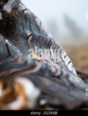 Immagine in primo piano verticale dei dettagli sulla corteccia Foto Stock