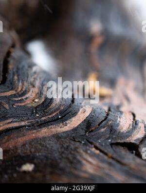 Immagine in primo piano verticale dei dettagli sulla corteccia Foto Stock