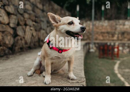 Primo piano di un cane carino bianco Carolina Foto Stock