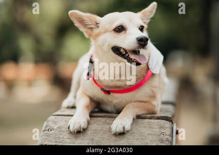 Primo piano di un cane carino bianco Carolina Foto Stock