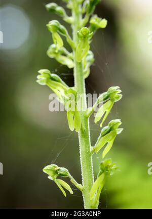 Lama doppia comune (Neottia ovata) Foto Stock