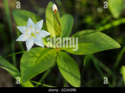 Alghe-wintergreen (Lysimmachia europaea) Foto Stock