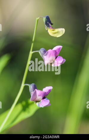 Eath pisello (Lathyrus linifolius) Foto Stock