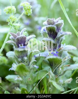 Pyramidal bugle (Ajuga piramidalis) Foto Stock