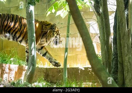 Tigre di Sumatran (Panthera tigris sumatrae) allo Zoo Atlanta ad Atlanta, Georgia. (STATI UNITI) Foto Stock