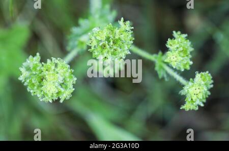 Mantello della signora (Alchemilla sp.) Foto Stock