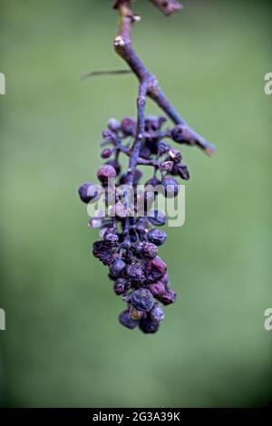 uve blu appassite sulla vite di fronte a sfondo verde sfocato Foto Stock