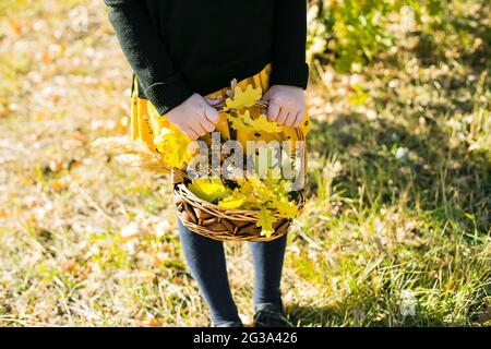 Ragazza nella foresta autunnale con cesto di foglie autmn caduta, cono. Attività ricreative all'aperto per bambini Foto Stock