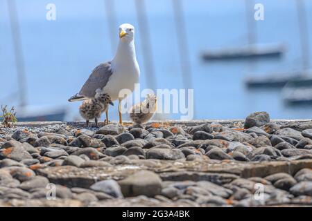 Madre Seagull con due bambini Foto Stock