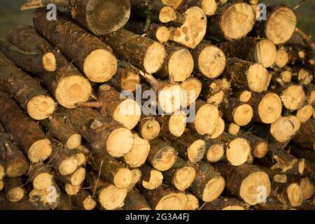 Sezioni rotonde di tronchi in una pila con legna da ardere primo piano - legno sfondo rurale. Nucleo di cottage, natura, ecologia, combustibile solido. Spazio di copia Foto Stock