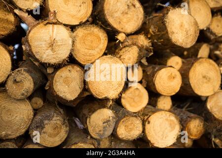 Sezioni rotonde di tronchi in una pila con legna da ardere primo piano - legno sfondo rurale. Nucleo di cottage, natura, ecologia, combustibile solido. Spazio di copia Foto Stock