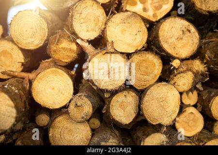 Sezioni rotonde di tronchi in una pila con legna da ardere primo piano - legno sfondo rurale. Nucleo di cottage, natura, ecologia, combustibile solido. Spazio di copia Foto Stock