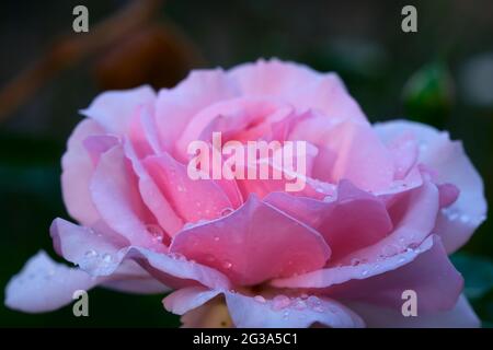 Rosa rosa molle Foto Stock